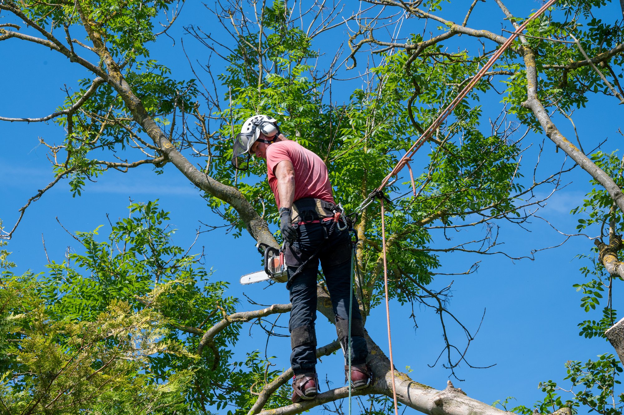 Tree Care 2